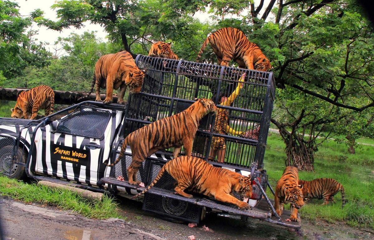 Zoo animals park. Сафари Бангкок. Safari World Бангкок. Сафари парк Таиланд. Зоопарк Дусит Бангкок.